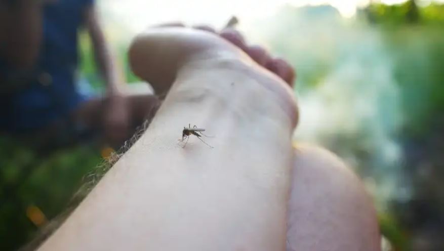 Guatemala suma más de 46 mil casos de dengue y se reportan 48 decesos por la enfermedad