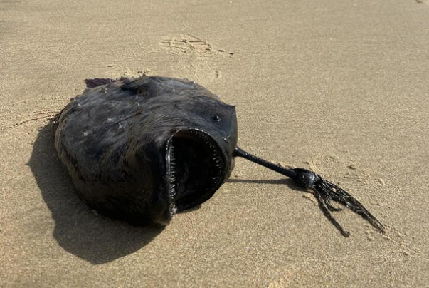 Localizan en las costas de California el cadáver de un pez que habita a 1 mil metros de profundidad