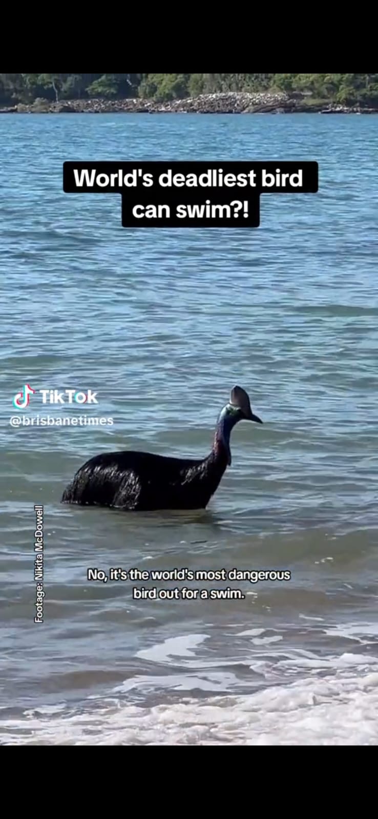 Video muestra al ‘ave más peligrosa del mundo’ nadando en aguas australianas