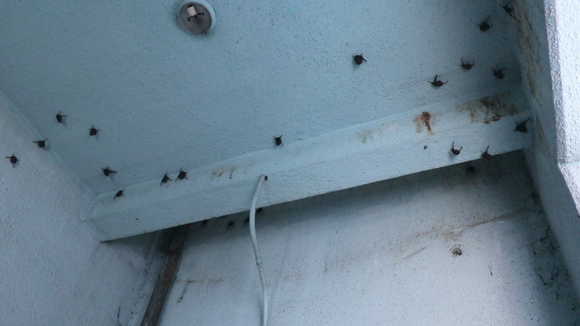 Murciélagos en el Hospital de Escuintla