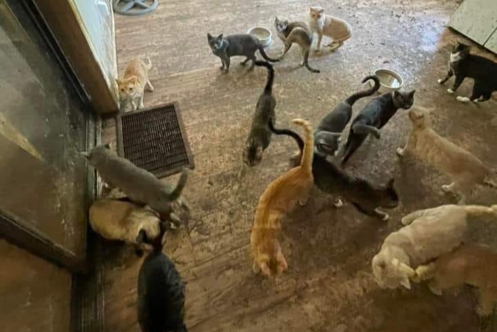 Florida: detienen a maestra que vivía con más de 300 animales en una casa móvil