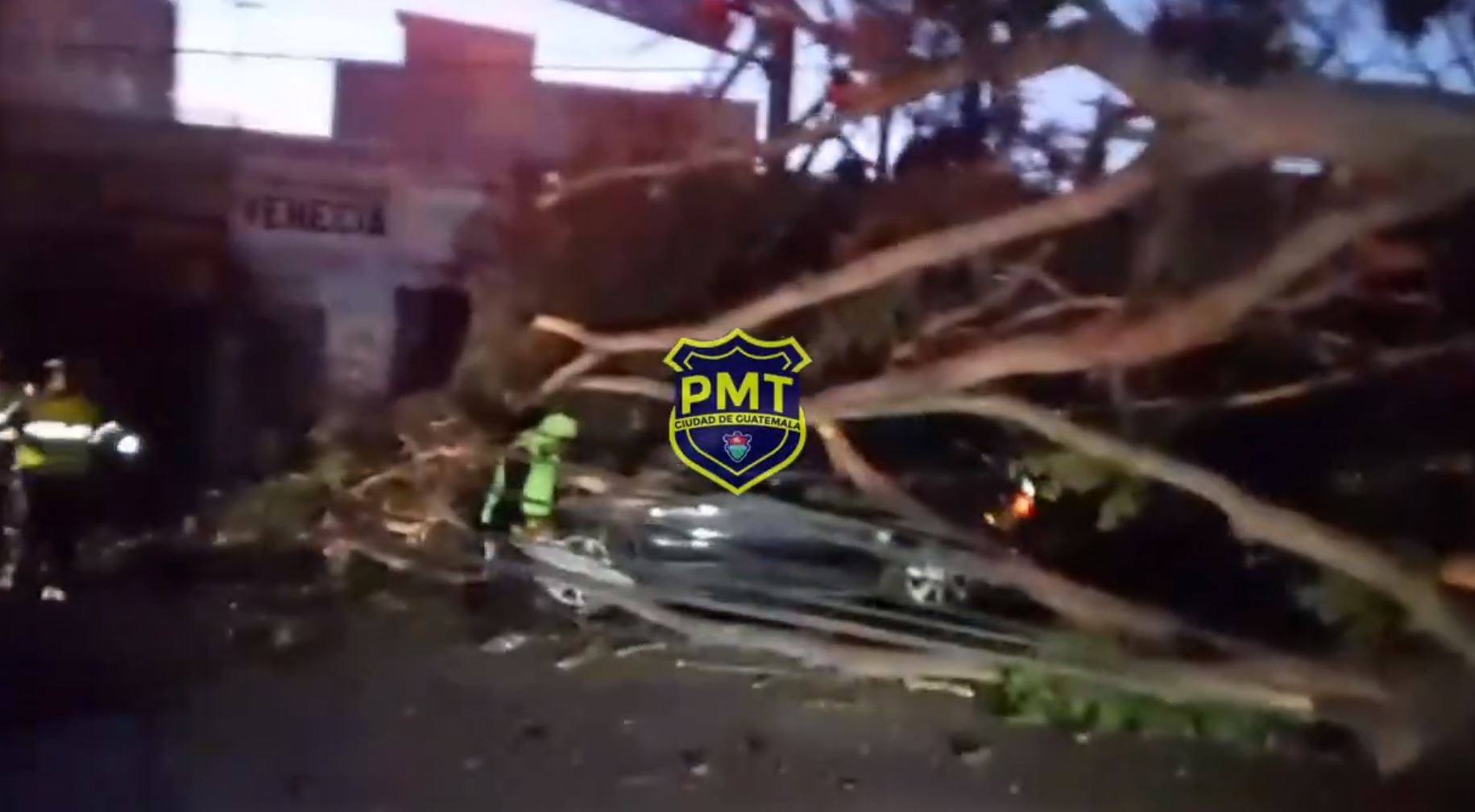 Reportan caída de árbol de gran tamaño sobre dos carros que iban por la avenida Bolívar