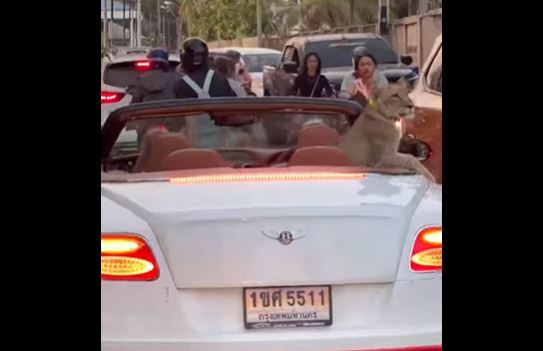 Video: denuncian a personas que paseaban un león en carro descapotable en Tailandia