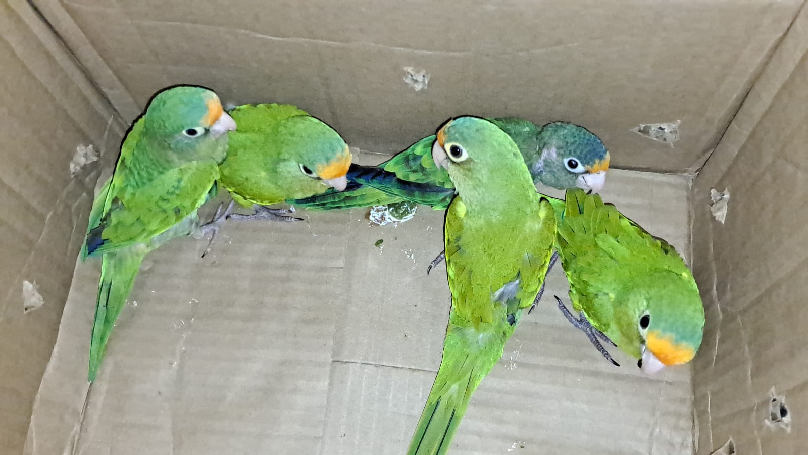 Cinco pericas en peligro de extinción y Q50 mil eran trasladados por una mujer en Cuilapa