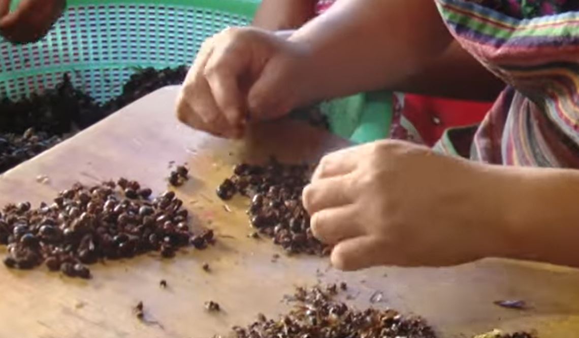 Zompopos de mayo, el exquisito platillo que es tradición en Guatemala  