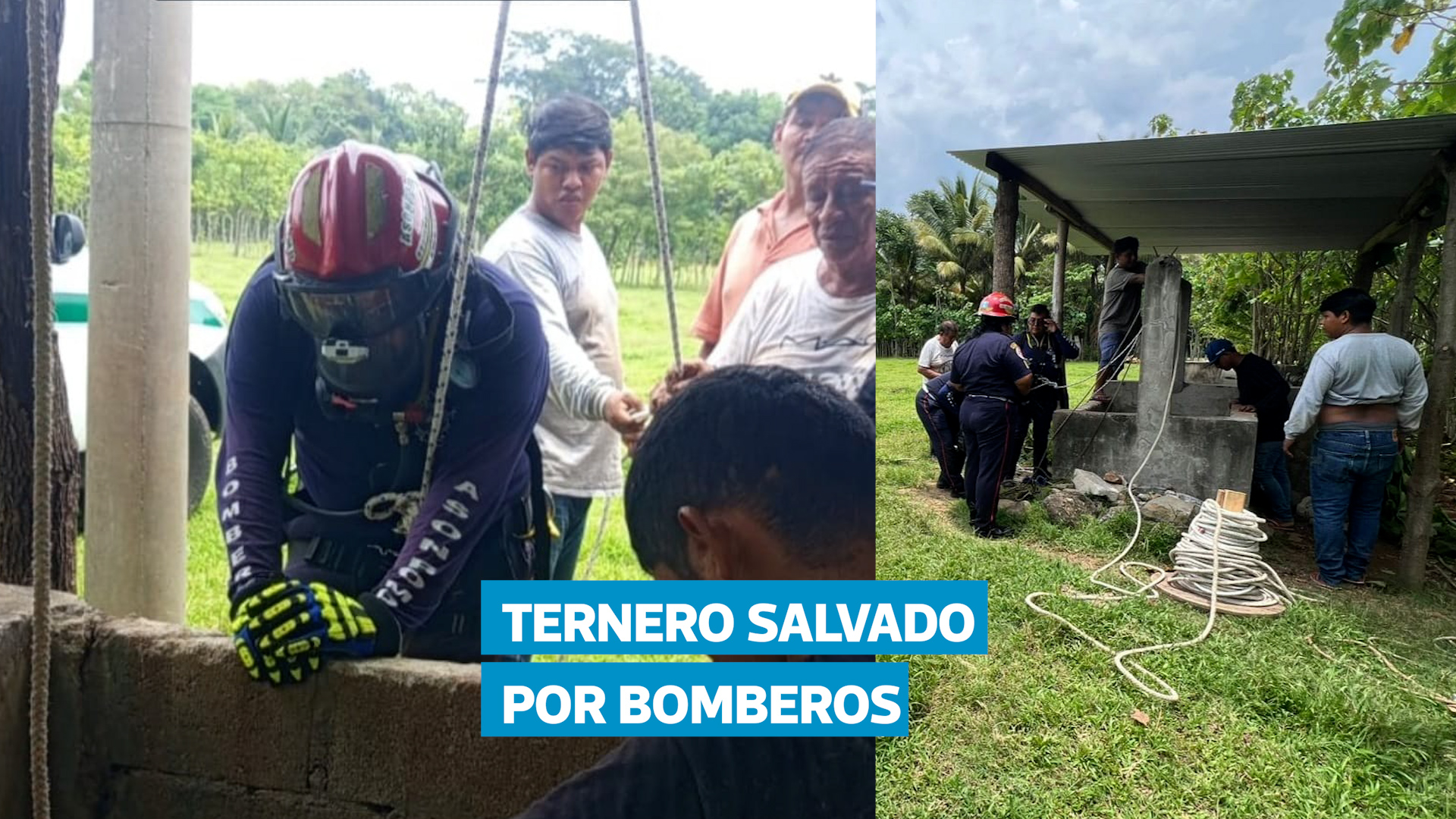 Bomberos Municipales Departamentales rescataron a un ternero que cayó en un pozo artesanal de 10 metros de profundidad en la lotificación Villa Real, Catarina, San Marcos. El operativo duró cerca de dos horas, ya que el animal había inhalado gases tóxicos y necesitó oxigenación al ser llevado a la superficie. El rescate, que requirió que los socorristas descendieran al pozo con equipo especializado, evitó que el ternero sufriera lesiones graves. El incidente ha generado alerta entre vecinos sobre el riesgo de pozos sin protección adecuada.