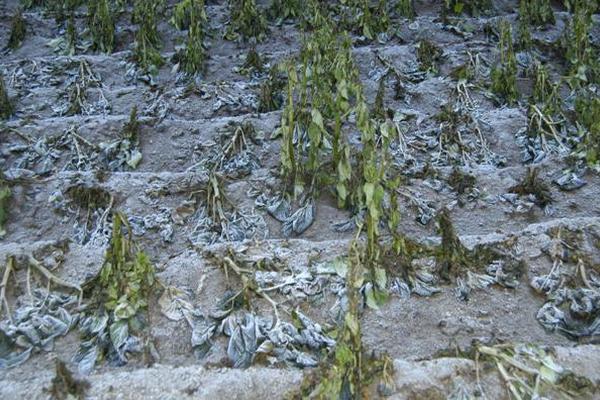 Gran cantidad de cultivos resultaron quemados debido a las bajas temperaturas que están afectando el altiplano occidental. (Foto Prensa Libre: Edgar Octavio Girón)