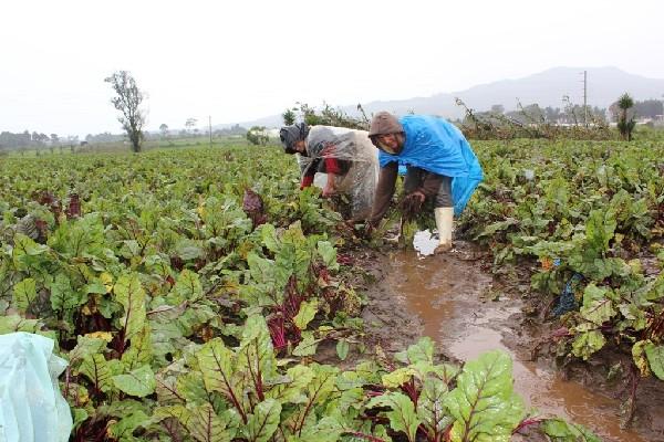 terrenos de cultivos permanecieron anegados por  lluvia de  varios días, y dañaron las siembras.