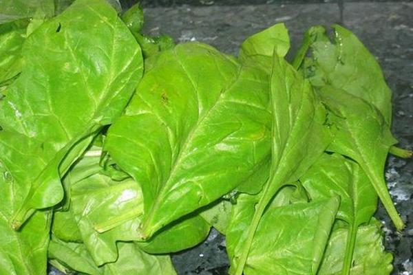 La espinaca es un alimento que tiene grandes concentraciones de minerales que favorecen al cuerpo.<br _mce_bogus="1"/>