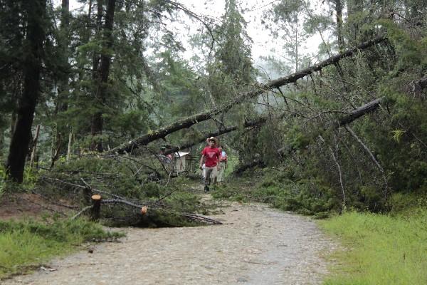 Pobladores de la aldea El Durazno, Baja Verapaz, caminan entre árboles derribados.