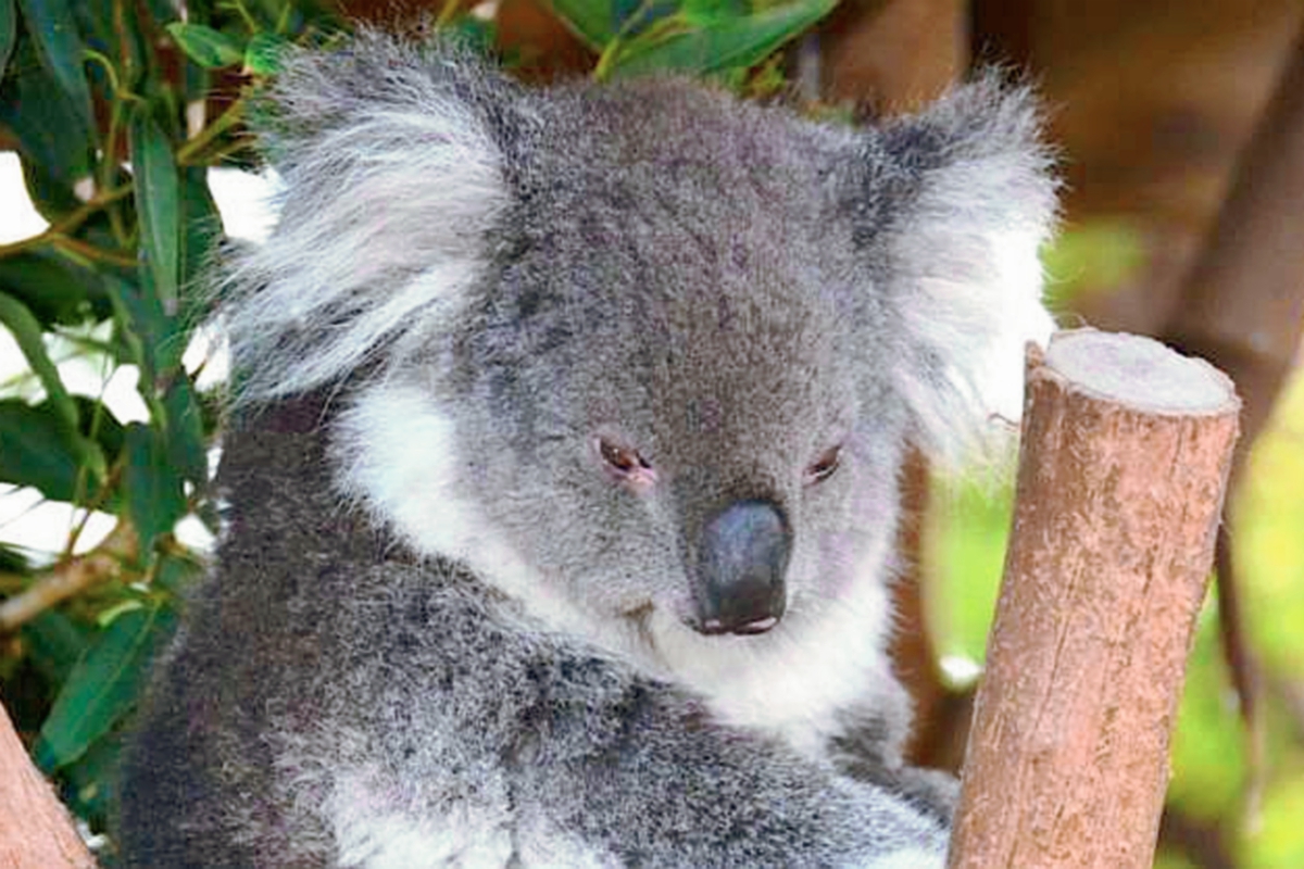 Los koalas morían de hambre. (Foto Prensa Libre: AFP)