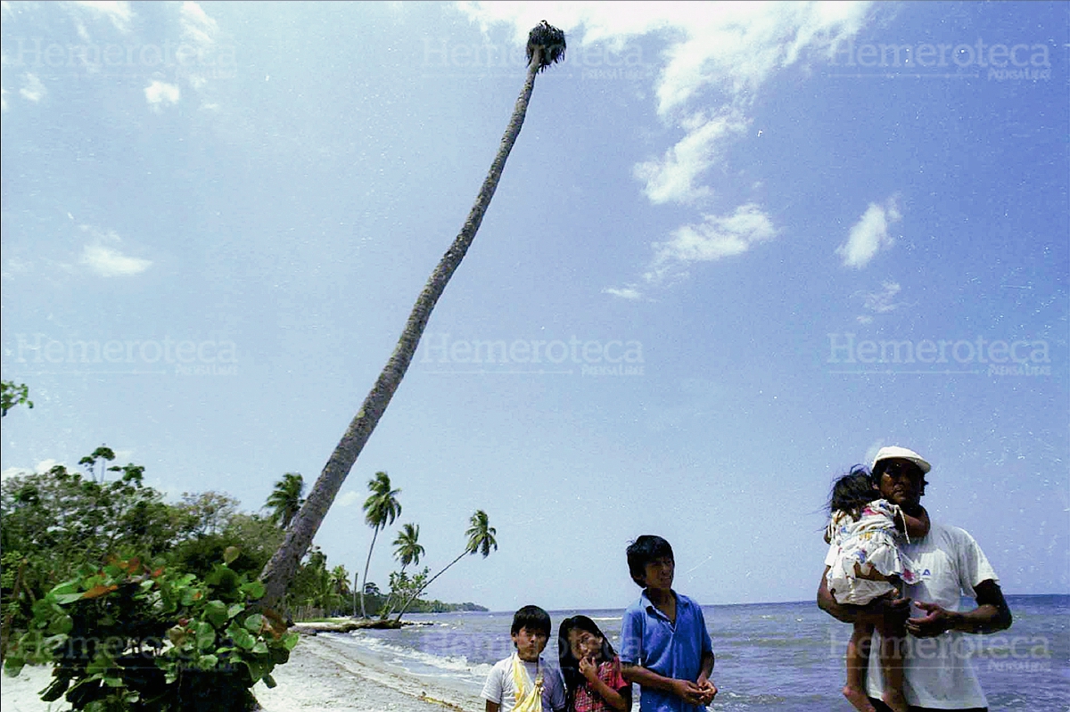 Palmeras se ven afectadas por plaga en Izabal. (Foto: Carlos Sebastián)