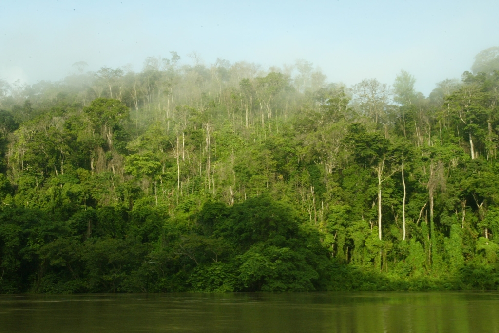 Los recursos serán utilizados para cuidar los bosques. (FOTO PRENSA LIBRE:MARIO LINARES)