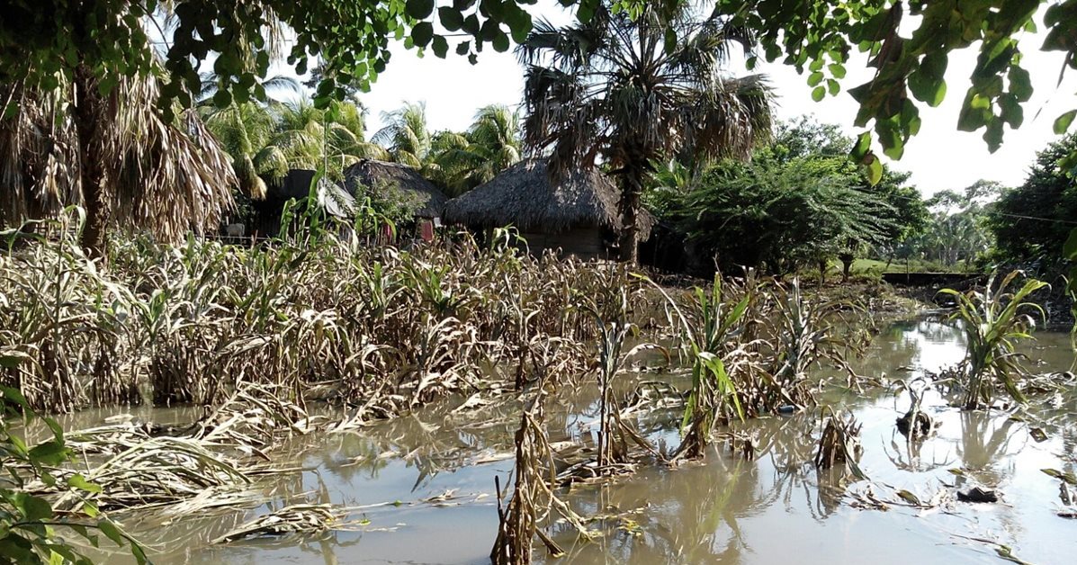 Cultivos de maicillo en varios lugares de Santa Rosa quedaron anegados por exceso de lluvia. (Foto Prensa Libre: Oswaldo Cardona)