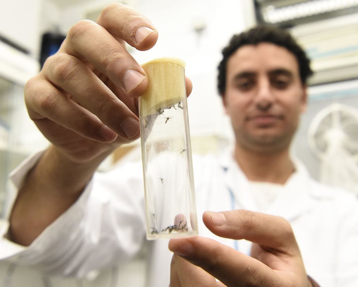 Un experto muestra un zancudo esterilizado. (Foto Prensa Libre: AFP)