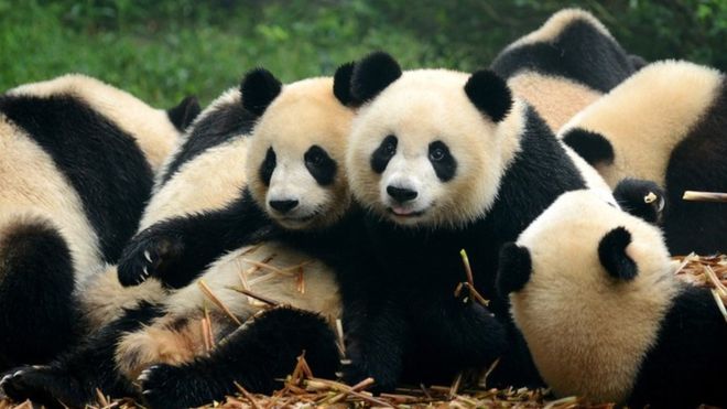 Podrán parecer ositos de peluche gigantes, pero no lo son... (Foto Prensa Libre: Getty Images)