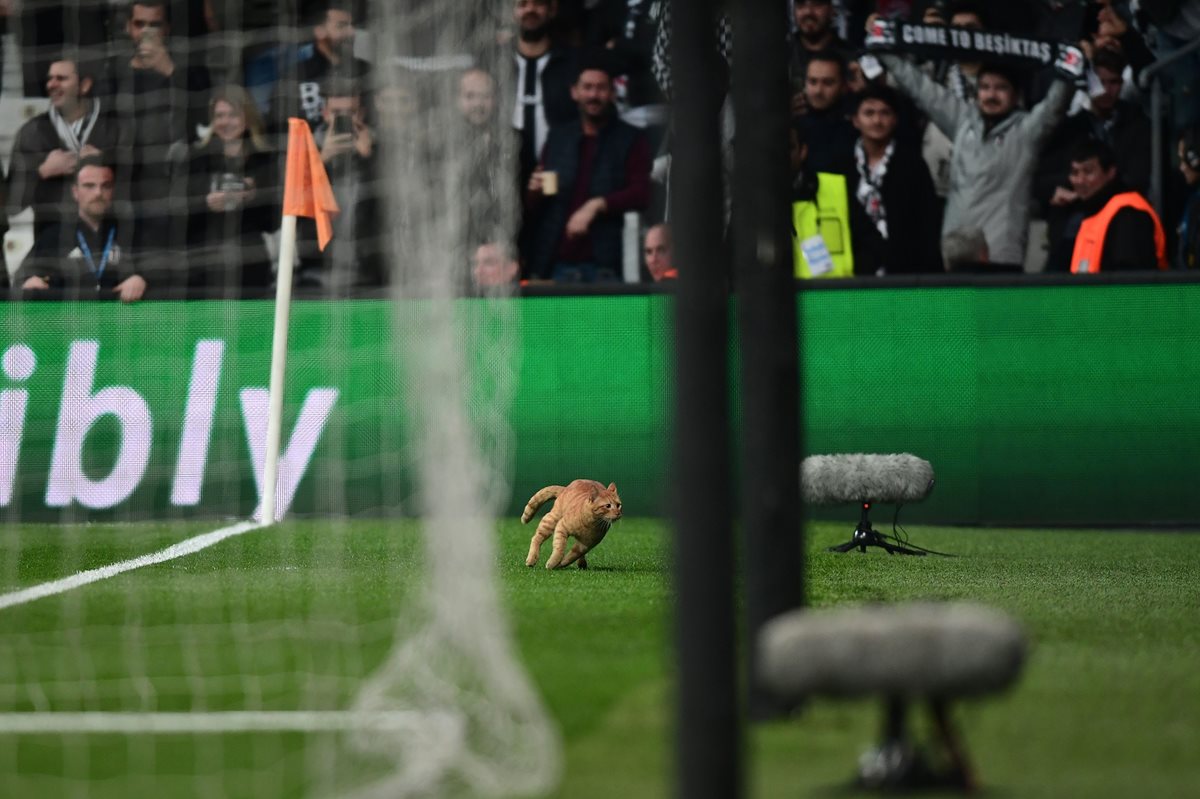 Un gato salta a una valla publicitaria del estadio durante el partido de vuelta de octavos de final entre el Besiktas Estambul y el Bayern de Munich. (Foto Prensa Libre: EFE)