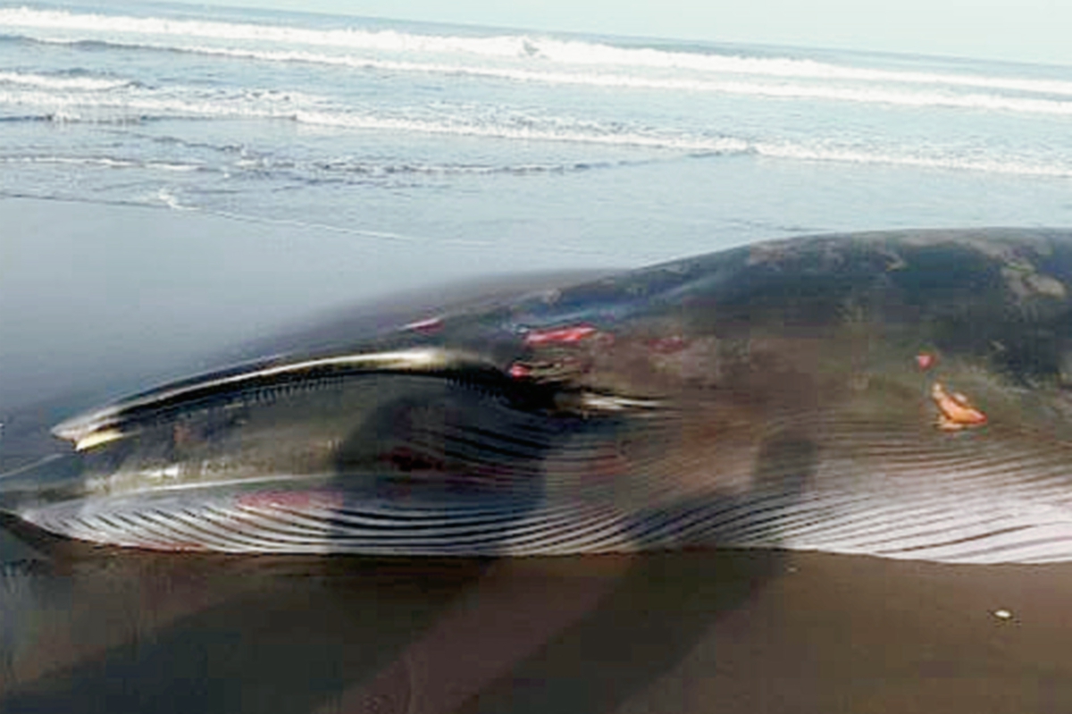 Ballena que fue encontrada muerte en Moyuta, Jutiapa. (Foto Prensa Libre: Conap)