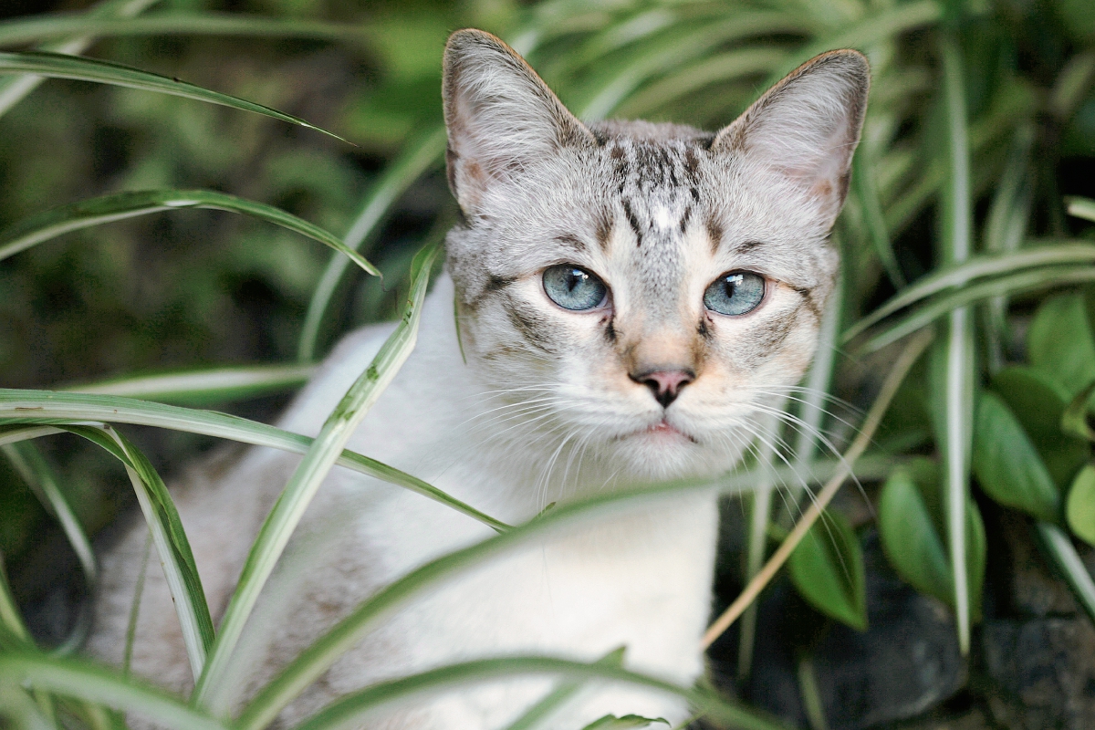 Castrar a un animal influirá de manera positiva en su salud. (Foto Prensa Libre: Brenda Martínez)