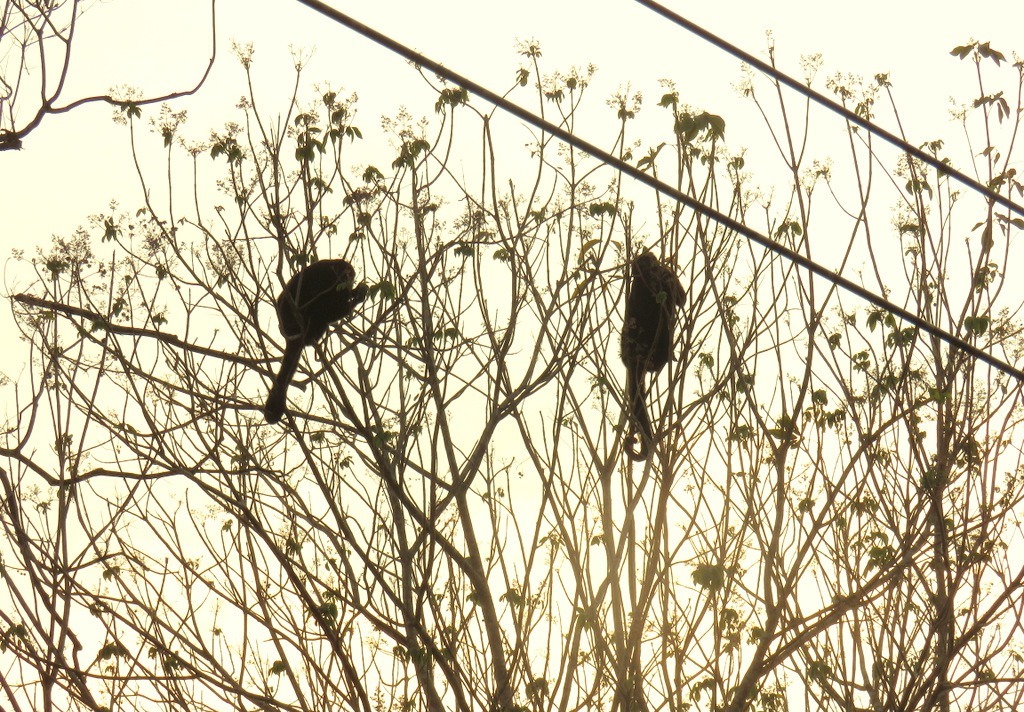 Monos aulladores huyen de incendios forestales y otras amenazas que afectan su hábitat en la selva de Petén. (Foto Prensa Libre: Rigoberto Escobar)