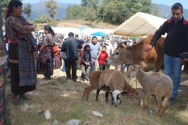 Algunos de  los animales que se pusieron a la venta durante la feria agropecuaria, en  Sololá. (Foto Prensa Libre: Édgar Sáenz)