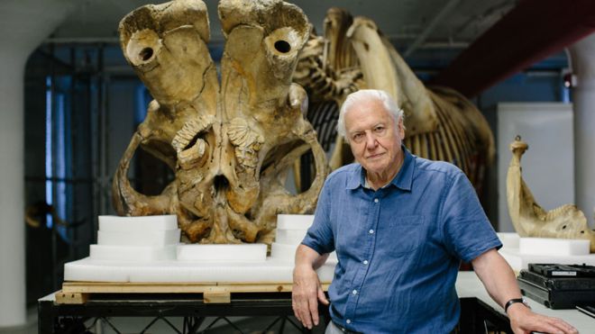 El naturalista David Attenborough y un grupo de científicos examinaron el esqueleto de Jumbo para un documental de la BBC. Foto: Humble Bee Films