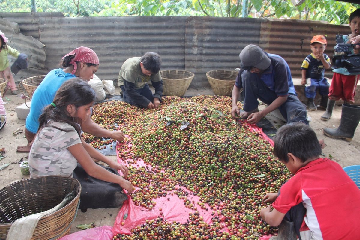 Autoridades mexicanas descubrieron que niños guatemaltecos son explotados en fincas de café en Chiapas, México. (Foto Prensa Libre: Juan M. Blanco, Quadratín, Chiapas)