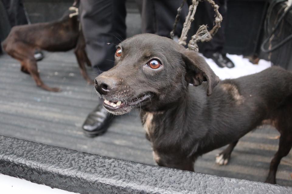 Los dos perros recibirán atención veterinaria a causa de las lesiones e infecciones que sufren. (Foto: Tomada del muro Neto Bran/Facebook)