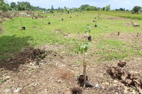 Área donde fueron sembrados 200  árboles de hormigo, en Mazatenango, Suchitepéquez. (Foto Prensa Libre: Danilo López)