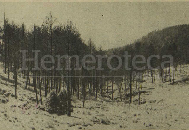 Varios árboles afectados que serían talados en Totonicapán en 1979. (Foto: Hemeroteca PL)