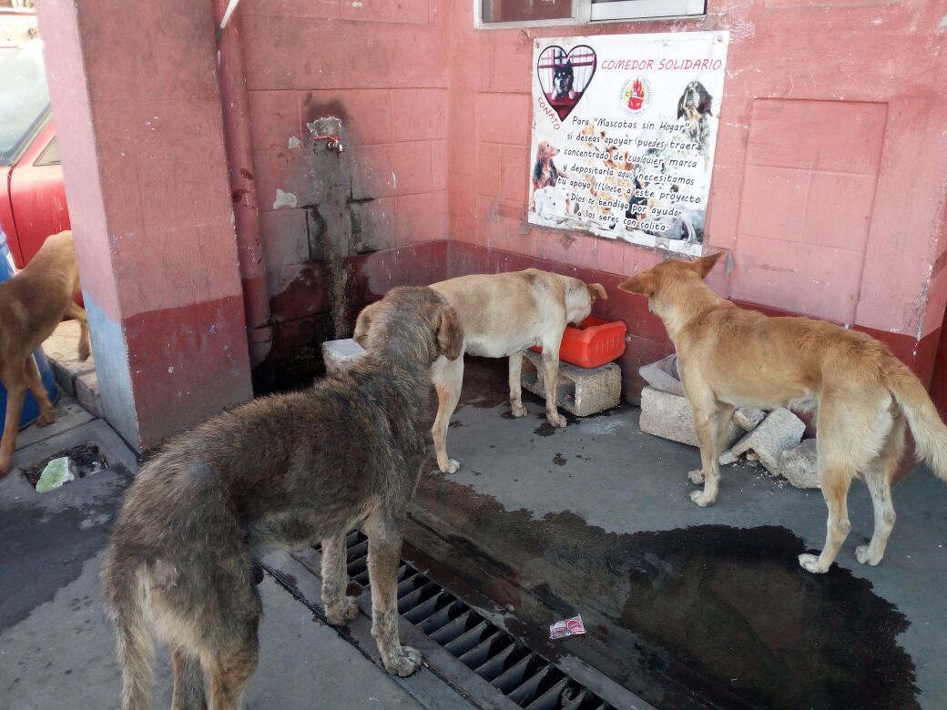 En la estación de Bomberos Voluntarios de Villa Canales, se ha instalado un comedor para perros. (Foto Prensa Libre: Jhon Monsalve)