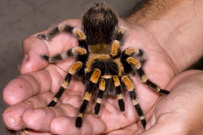 Las tarántulas mexicanas de anillos roja se han convertido en mascotas en muchas partes del mundo. (Foto: Science Photo Library)