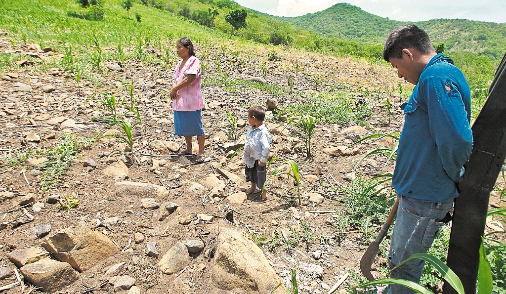 Ayudar a las familias vulnerables en el Corredor Seco es una de las prioridades del sistema de Naciones Unidas.  (Foto Prensa Libre: Hemeroteca PL)