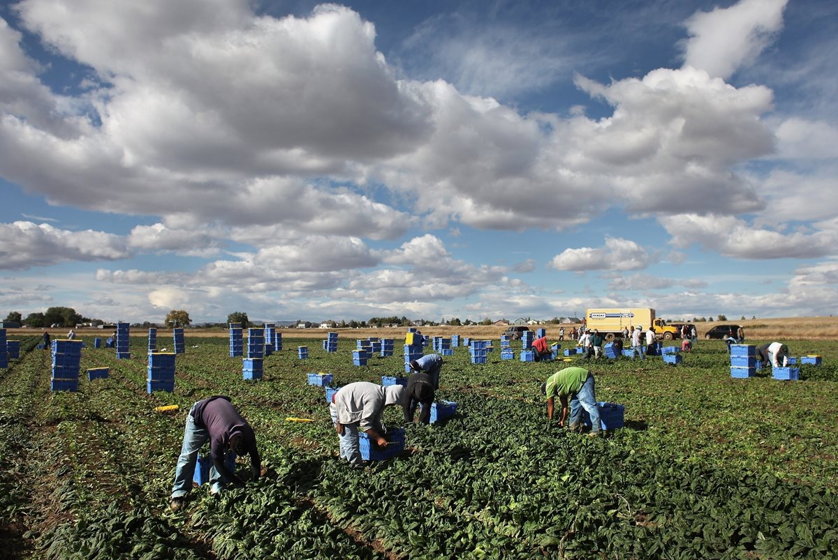 Trabajadores de todo el mundo laboran tanto en agricultura, mantenimiento, construcción, trabajos administrativos y han impulsando emprendimientos tecnológicos, muchos de estos exitosos. (Foto, Prensa Libre: Hemereoteca PL).