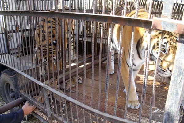 Según autoridades del circo, los cachorros crecerán  junto a sus padres. (Foto Prensa Libre: Hugo Oliva)