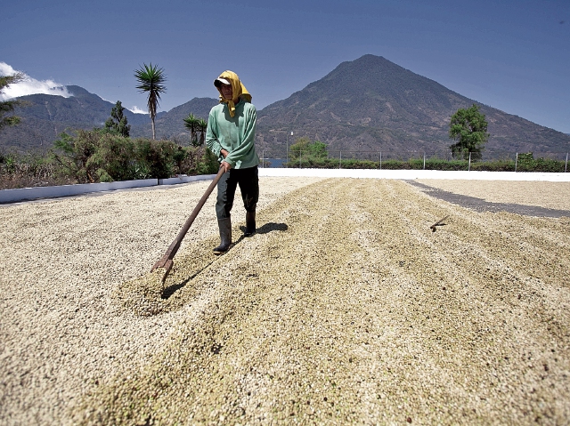 La cadena productiva del café cambió. En la actualidad el 80% del grano es producido por 60% de pequeños productores.