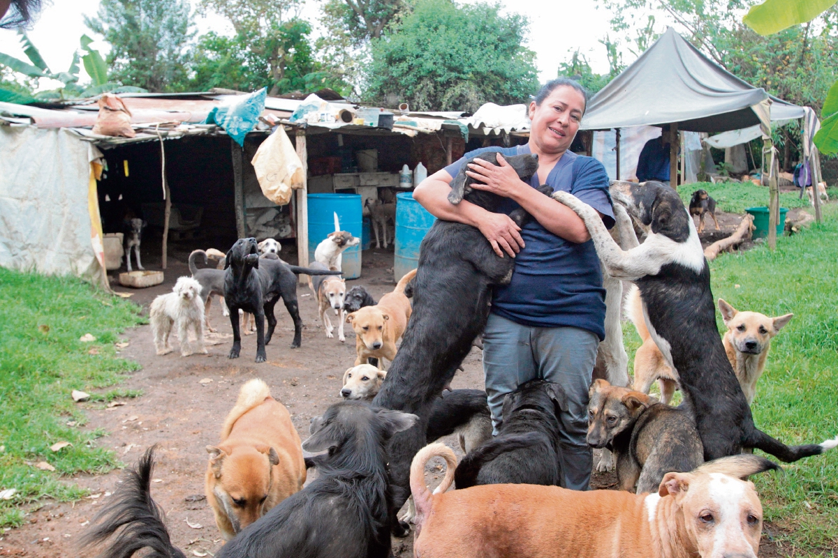 Al igual que los humanos, los perros y gatos necesitan alimentación, vivienda, salud, amor y protección.