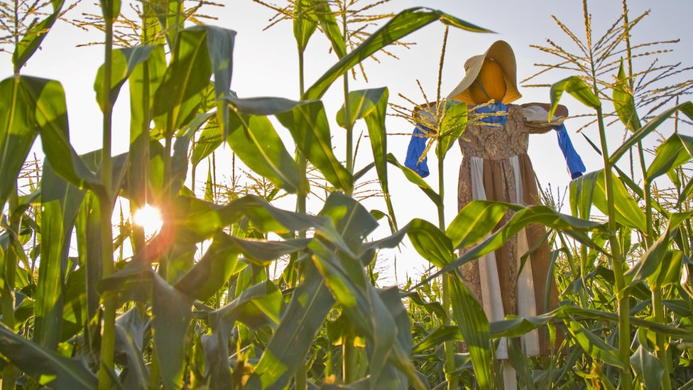 El maíz y los espantapájaros también forman parte de la tradición. GETTY IMAGES