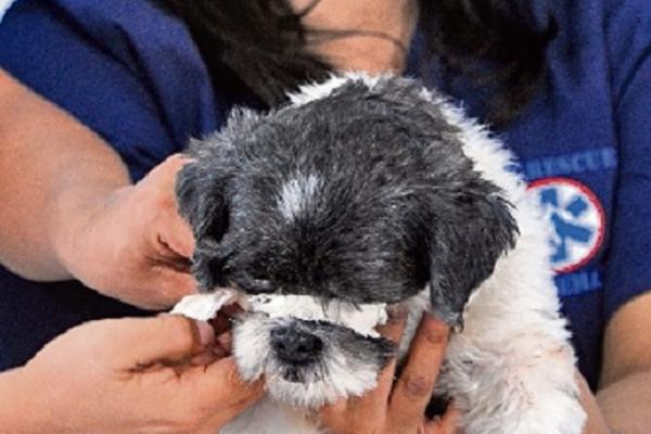 Cuando se van a aplicar primeros auxilios en la mascota hay que   colocarle un bozal, ya que si hay dolor o incomodidad, su reacción  natural será morder. (Foto Prensa Libre: Áxel Vicente)