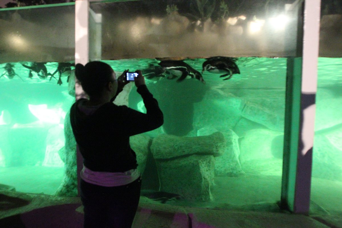 Decenas asisten al Zoológico La Aurora para disfrutar de un paseo nocturno y observar el comportamiento de los animales por la noche. (Foto Hemeroteca PL)