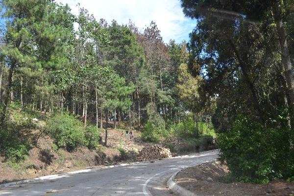 Una de las áreas en  donde se combate plaga de gorgojo, en La Cumbre, San Francisco El Alto.