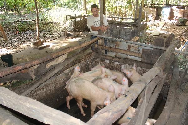 UN BUEN número de vecinos de San Gabriel crían ganado porcino y vacuno, pero carece de rastro.