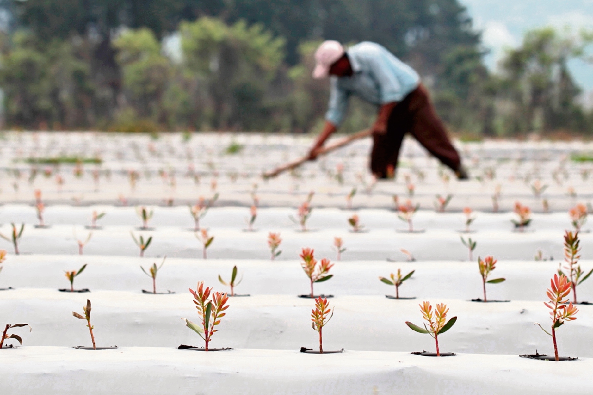 Las primeras plantas de proteas crecen a cielo abierto en la plantación de Exotic Investment, ubicada en Parramos, Chimaltenango.