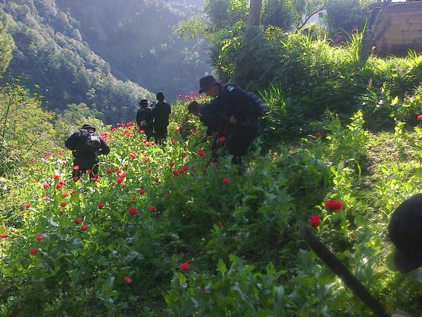 Un contingente de las fuerzas de seguridad lleva a cabo la erradicación de cientos de cuerdas de amapalo en San Marcos. (Foto Prensa Libre: Ministerio Público)