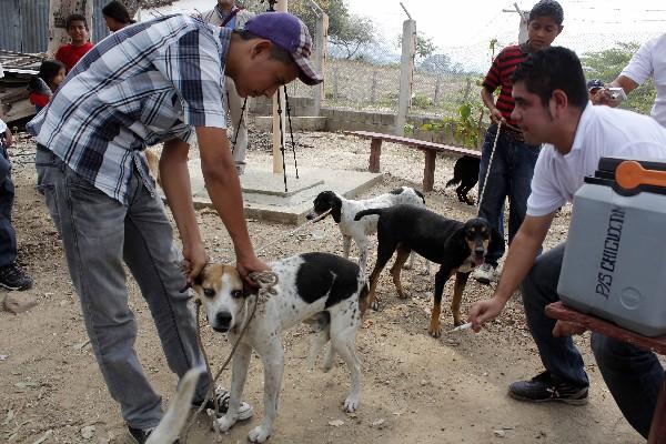 Autoridades piden a propietarios de perros que los lleven a vacunar a los puestos de Salud.