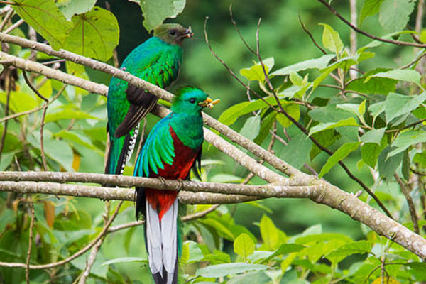 Una pareja de quetzales descansa en el Refugio de San Rafael Pie de la Cuesta, San Marcos. (Foto Prensa Libre: Luis Burbano)