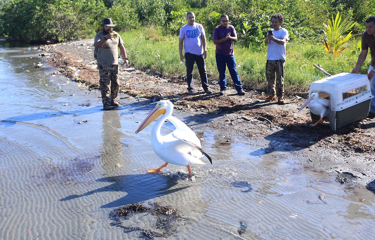 Los pelïcanos dan sus primeros pasos en la playa Pichilingo en Punta de Manabique. (Foto Prensa Libre: Dony Stewart)