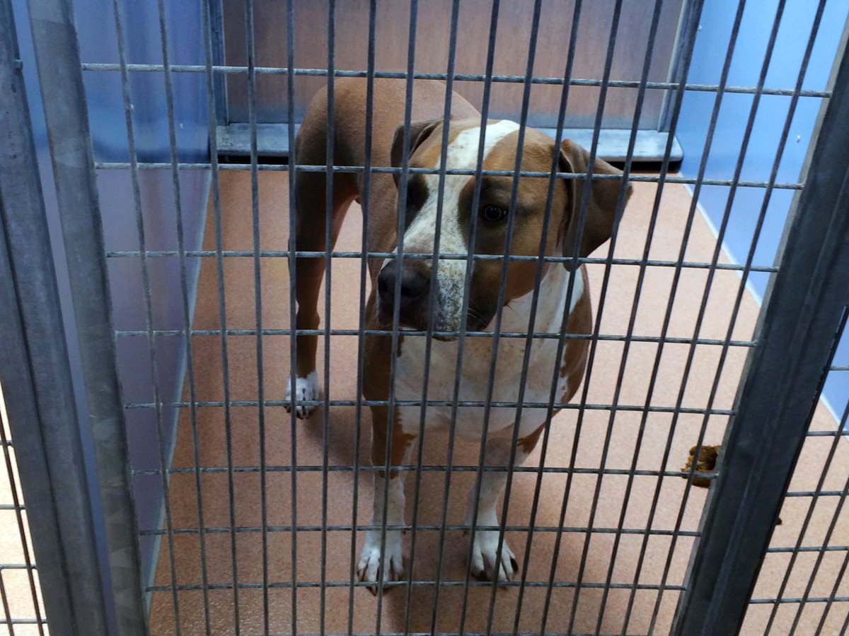 Polo quedó en resguardo de una organización de protección de animales. (Foto Prensa Libre: AP)