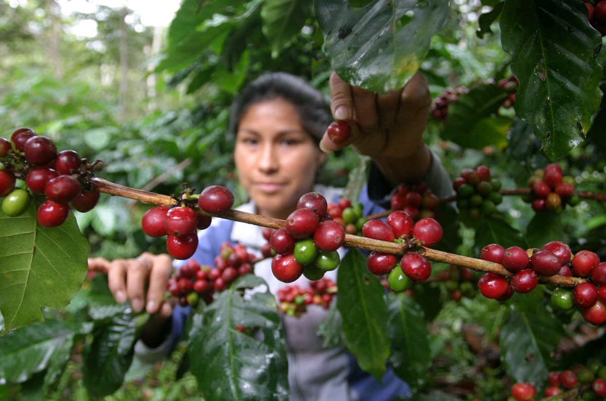 El objetivo es que cada caficultor tenga 20 cuerdas de plantaciones. (Foto Prensa Libre: Hemeroteca).