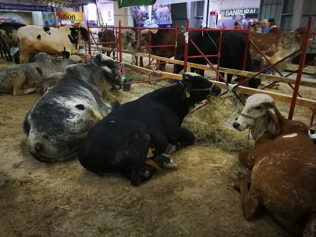 Durante la Semana del Ganadero y Expoleche se exhibirán diferentes tipos de ganado tanto local como internacional. (Foto Prensa Libre: Paulo Raquec)